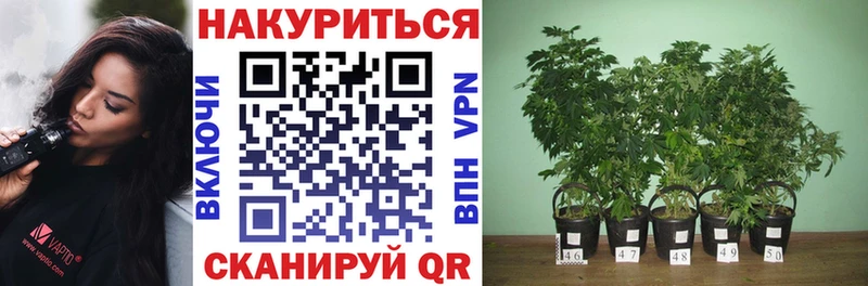 Канабис OG Kush  mega ссылка  Красный Сулин 